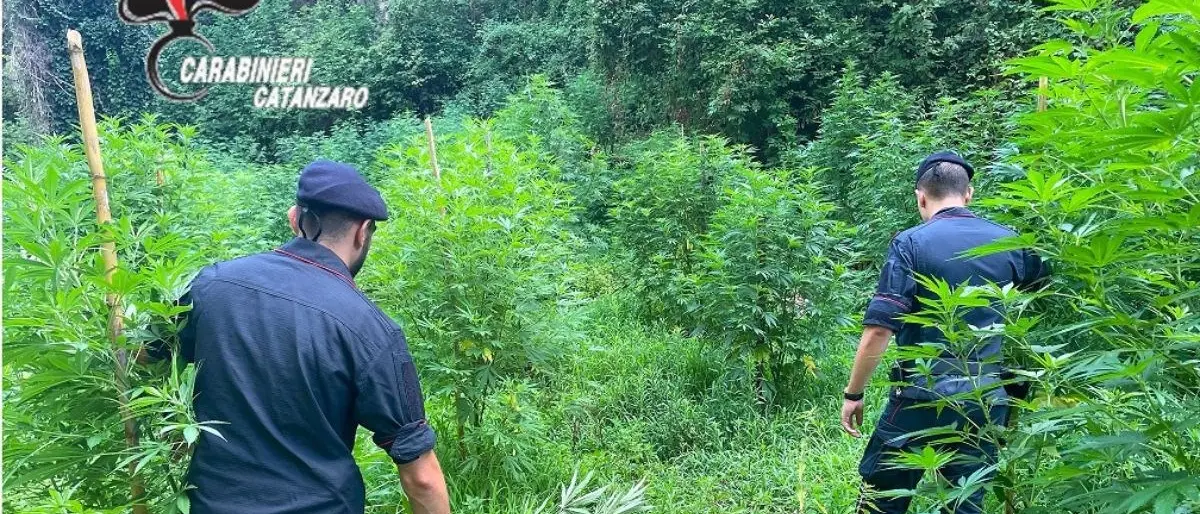 Scovate e sequestrate 400 piante di marijuana a Gizzeria: arrestate 4 persone dopo una serie di appostamenti