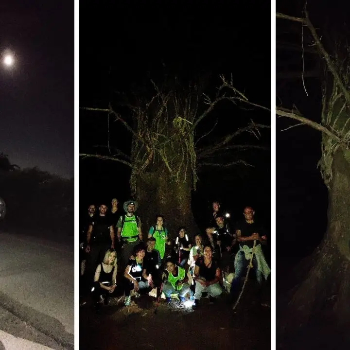 Passeggiata notturna nei boschi del Vibonese alla scoperta dell’antico albero delle fate