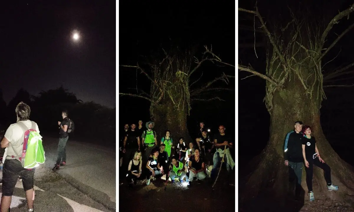 Passeggiata notturna nei boschi del Vibonese alla scoperta dell’antico albero delle fate