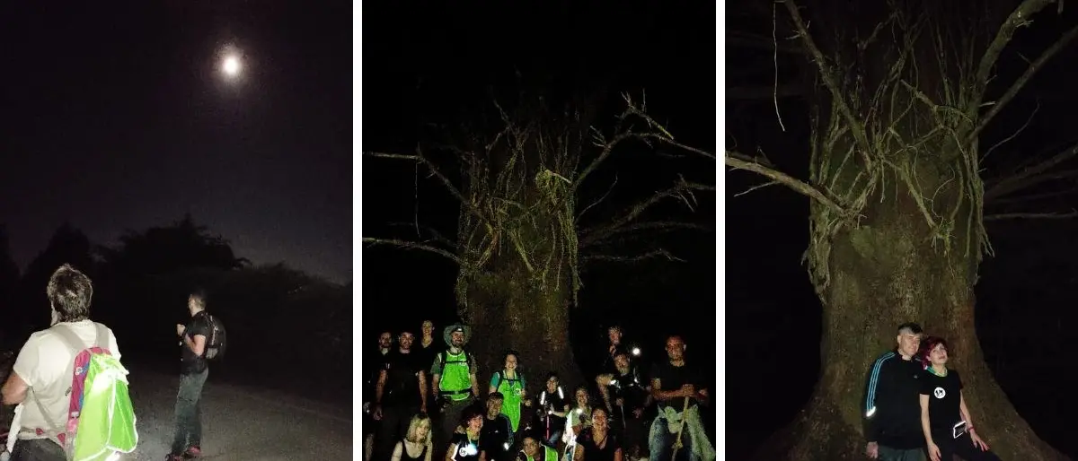 Passeggiata notturna nei boschi del Vibonese alla scoperta dell’antico albero delle fate