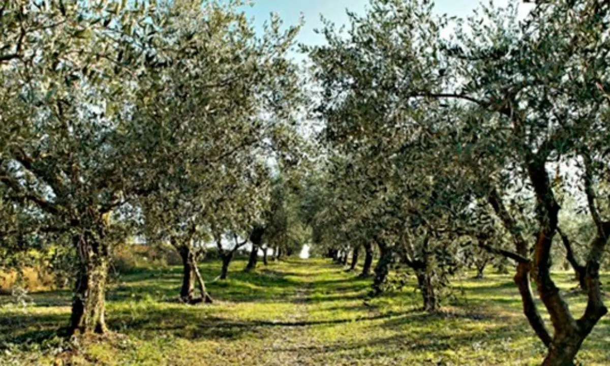 Siccità, in Calabria danni a 30% colture olivicole: «Si teme anche per agrumi e ortaggi»