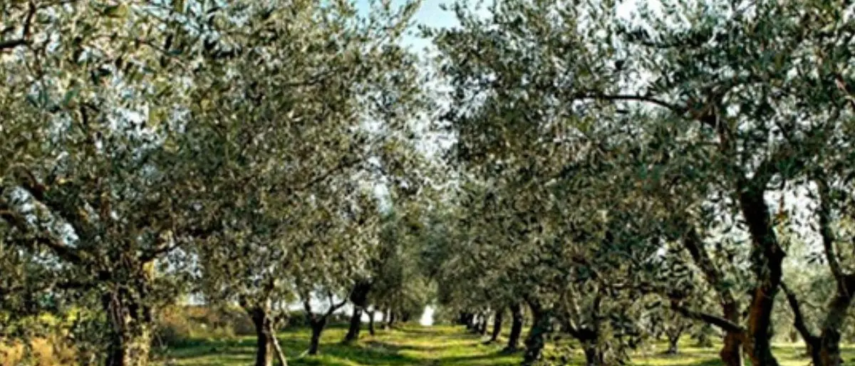 Siccità, in Calabria danni a 30% colture olivicole: «Si teme anche per agrumi e ortaggi»