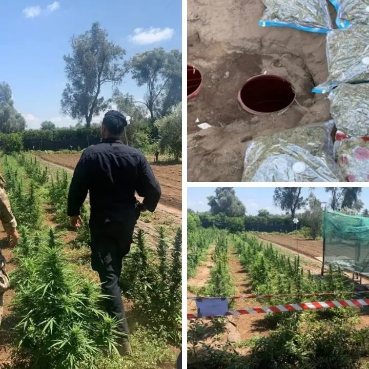 Controlli a tappeto a Rosarno, sequestrate oltre 18mila piante di marijuana: 11 arresti