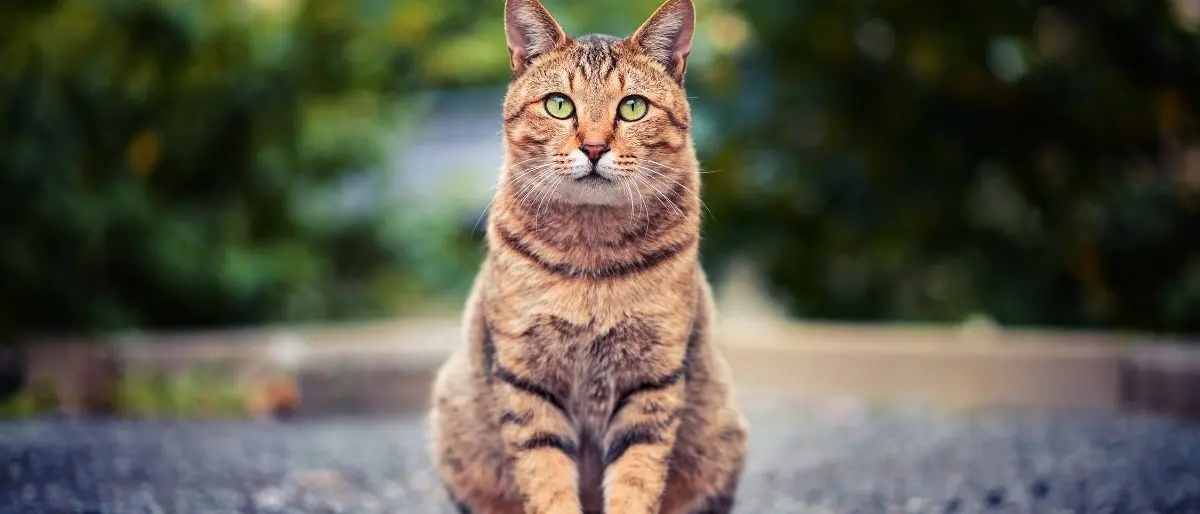 Non vuole il gatto in casa e accoltella la moglie, arrestato 56enne