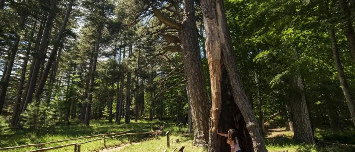 Nella riserva “I giganti della Sila” percorsi yoga, osservazioni astronomiche e trekking al tramonto