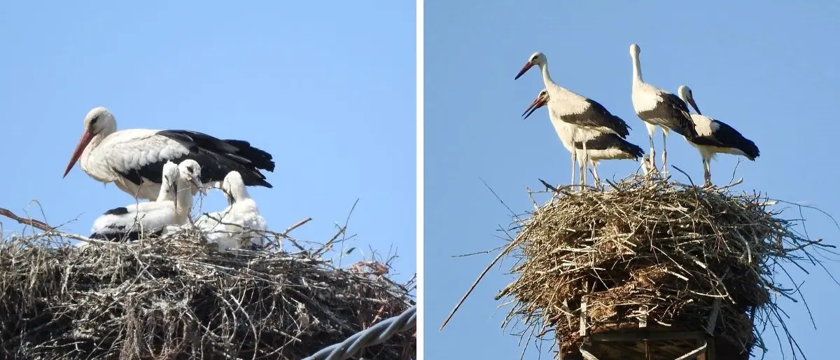 Record di nascite di cicogne bianche in Calabria, in 10 anni numeri triplicati