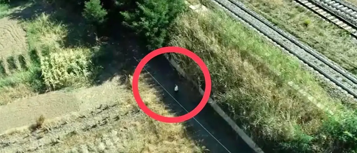 Guerra ai piromani, Occhiuto pubblica le foto: «Ora in Calabria più controlli»