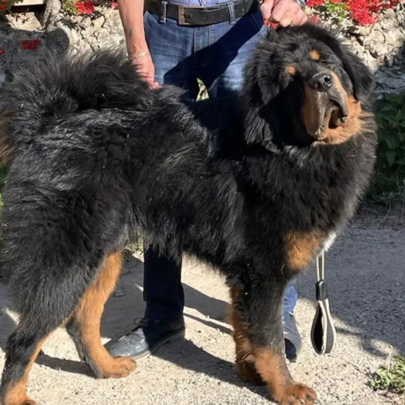 Dalla Sila al concorso internazionale, Victory alla conquista del titolo di cane più bello del mondo