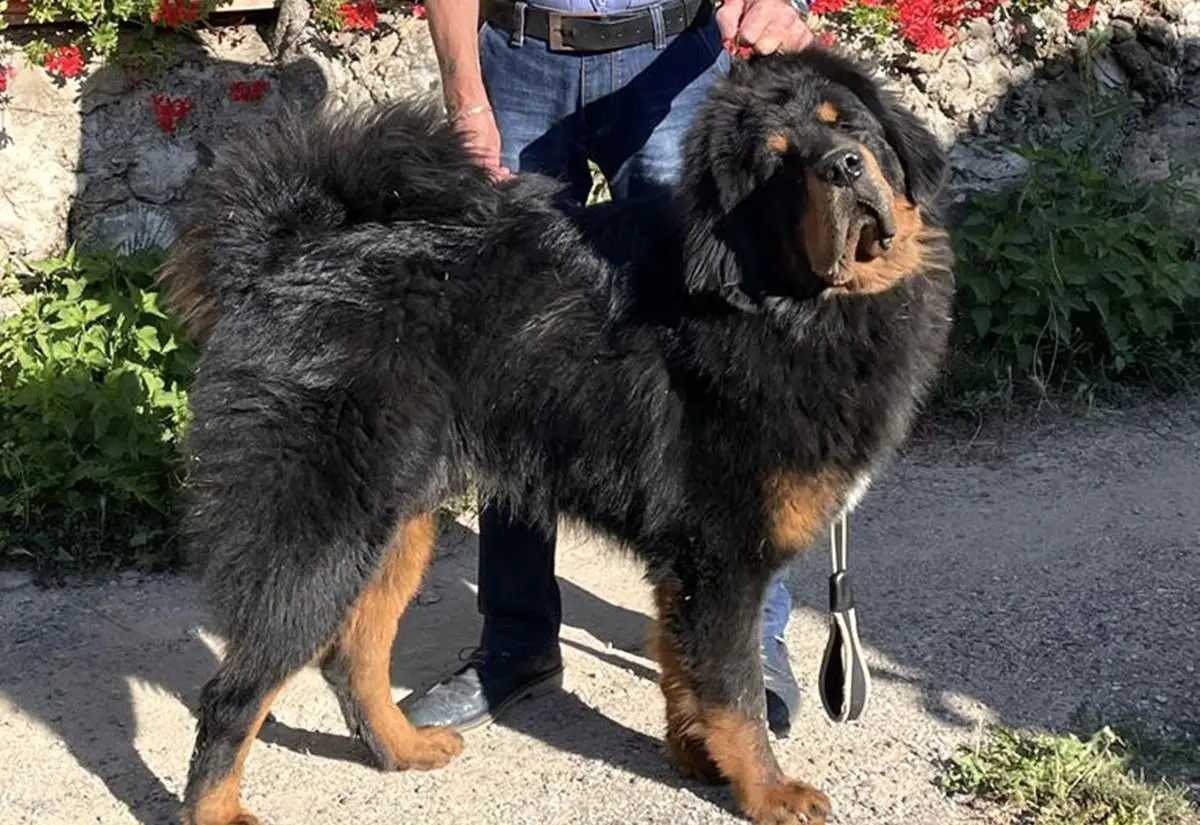 Dalla Sila al concorso internazionale, Victory alla conquista del titolo di cane più bello del mondo