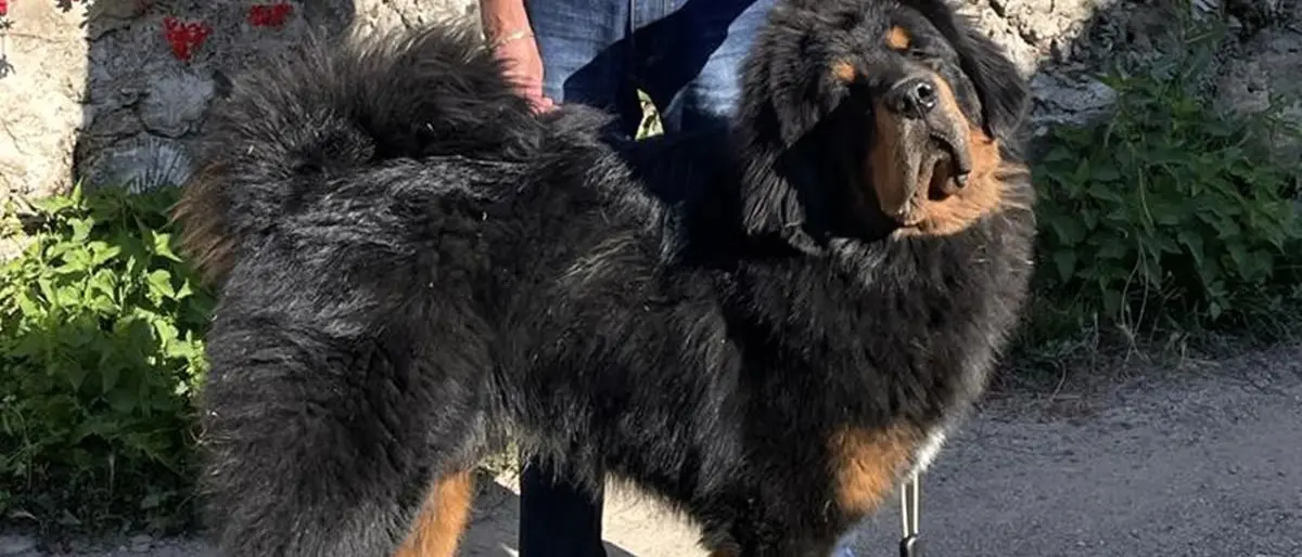 Dalla Sila al concorso internazionale, Victory alla conquista del titolo di cane più bello del mondo