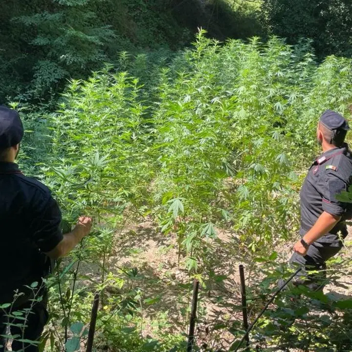 Tre piantagioni di marijuana scoperte nel Catanzarese, distrutte circa 550 piante