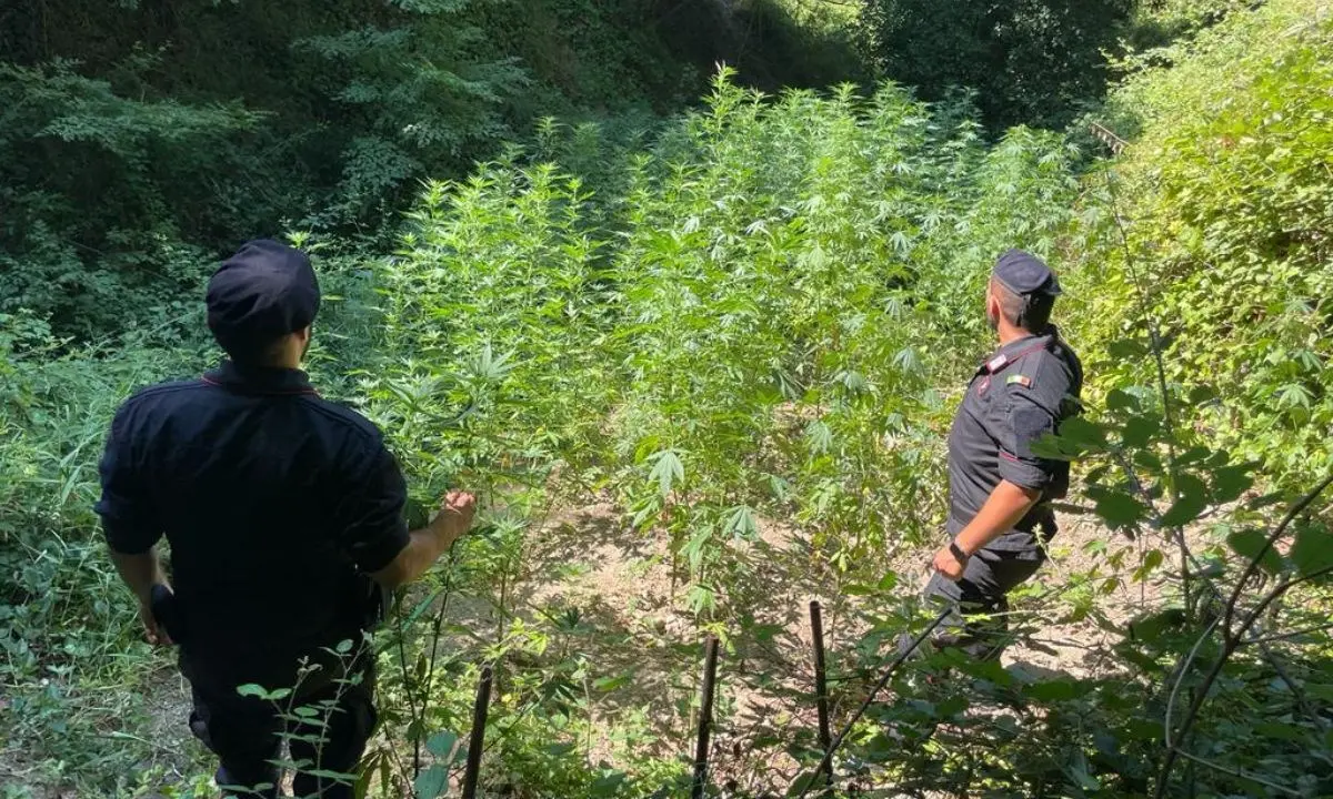 Tre piantagioni di marijuana scoperte nel Catanzarese, distrutte circa 550 piante