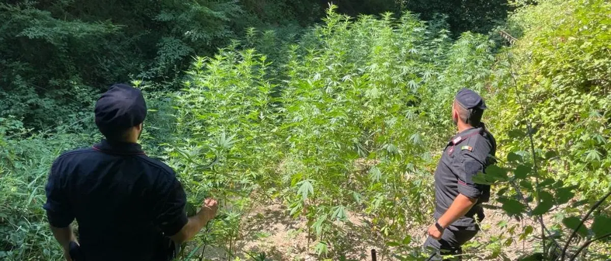 Tre piantagioni di marijuana scoperte nel Catanzarese, distrutte circa 550 piante
