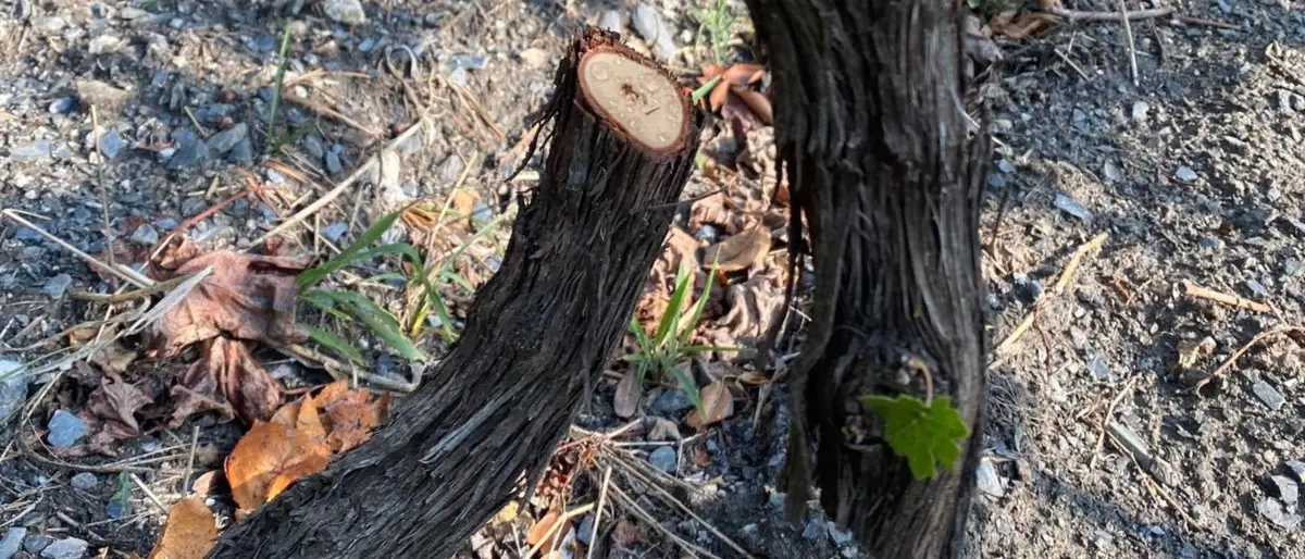 Distrutto un vigneto nella Locride, la denuncia dei proprietari: «Danni per 50mila euro»