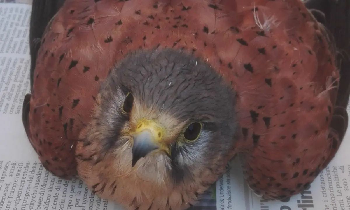 Un gabbiano reale e un piccolo falco ferito recuperati grazie a Wwf e forestali