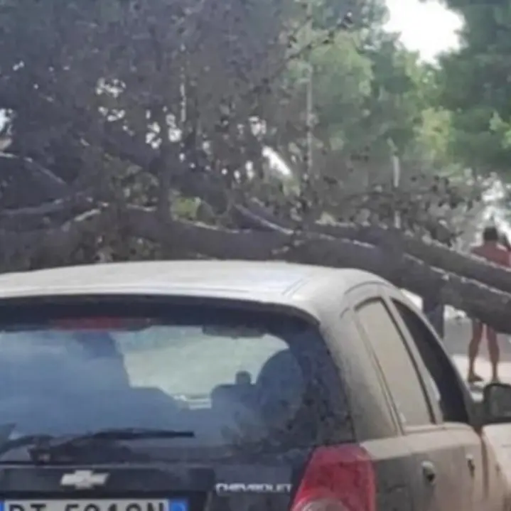 Tromba d’aria in Salento: alberi sradicati, segnaletica divelta e turisti in fuga