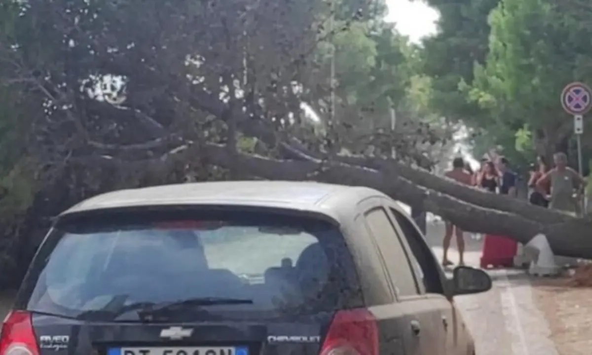 Tromba d’aria in Salento: alberi sradicati, segnaletica divelta e turisti in fuga