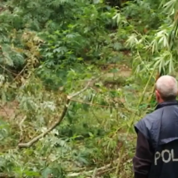 Sequestrata una piantagione di marijuana nel Vibonese, scoperte 350 piante