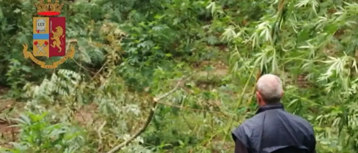 Sequestrata una piantagione di marijuana nel Vibonese, scoperte 350 piante