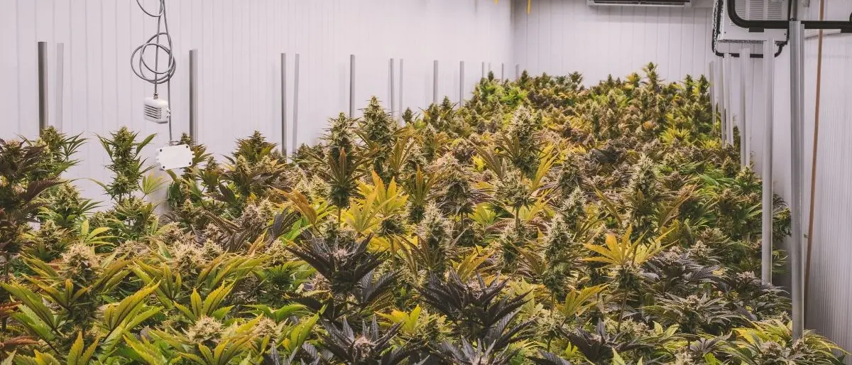 Vibo, oltre 700 kg di marijuana sequestrati dalla polizia: avrebbero fruttato circa 1 mln di euro