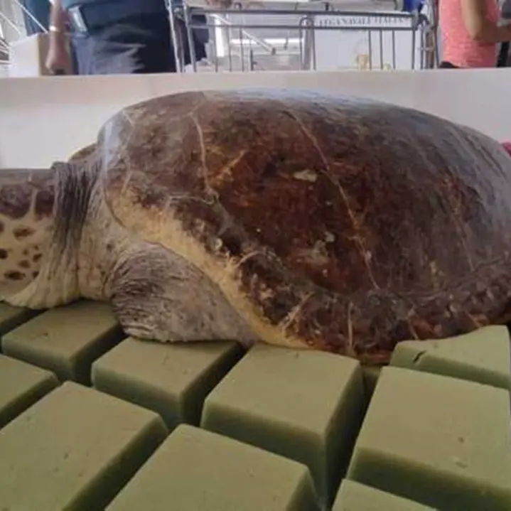 Crotone, dopo le cure rimessa in mare la tartaruga caretta caretta Fatima