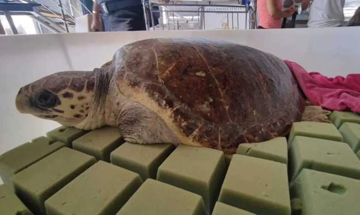 Crotone, dopo le cure rimessa in mare la tartaruga caretta caretta Fatima