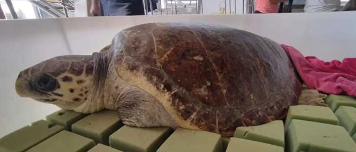 Crotone, dopo le cure rimessa in mare la tartaruga caretta caretta Fatima