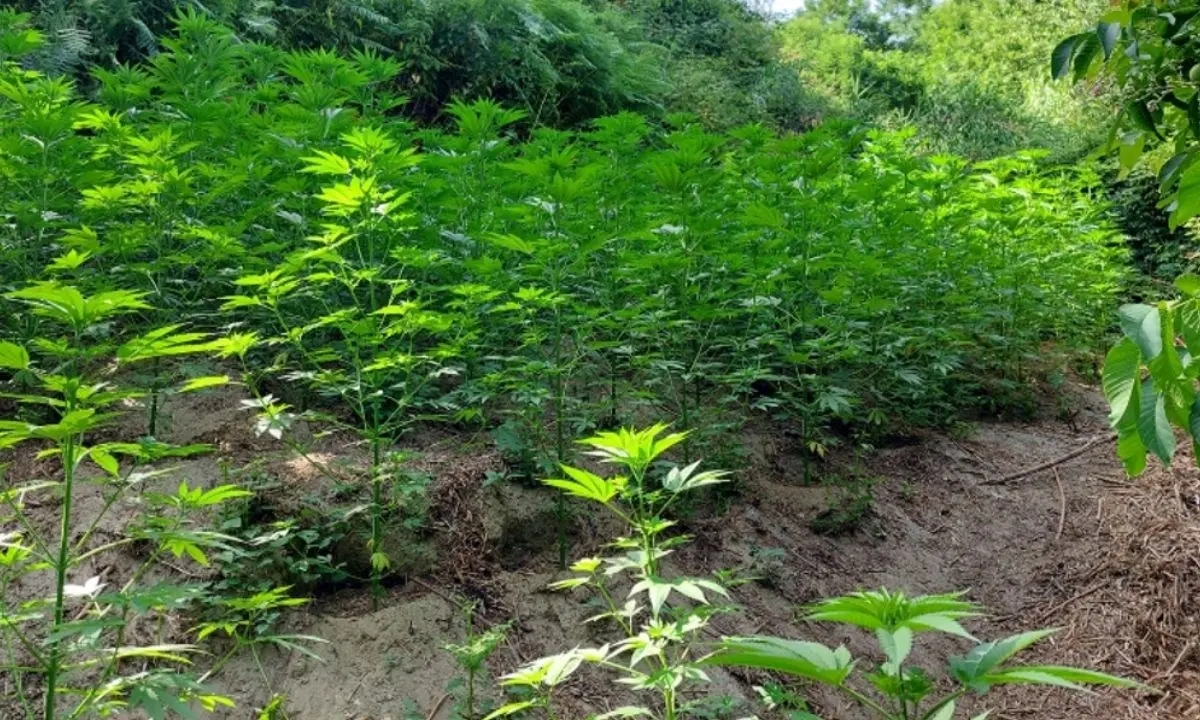 Reggio Calabria, scoperta piantagione di marijuana in un terreno confiscato: un arresto