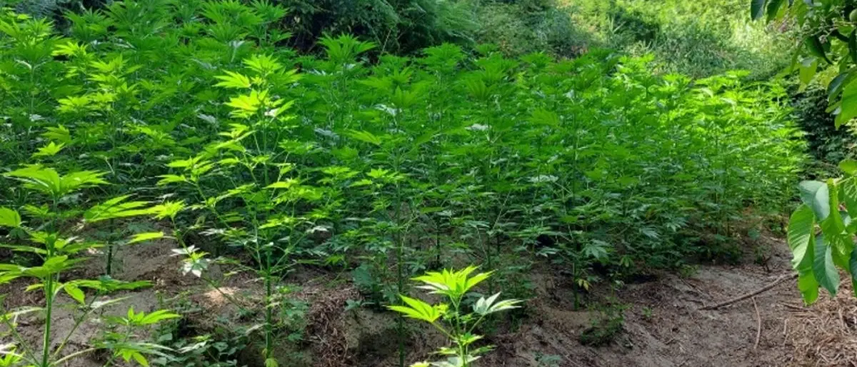 Reggio Calabria, scoperta piantagione di marijuana in un terreno confiscato: un arresto