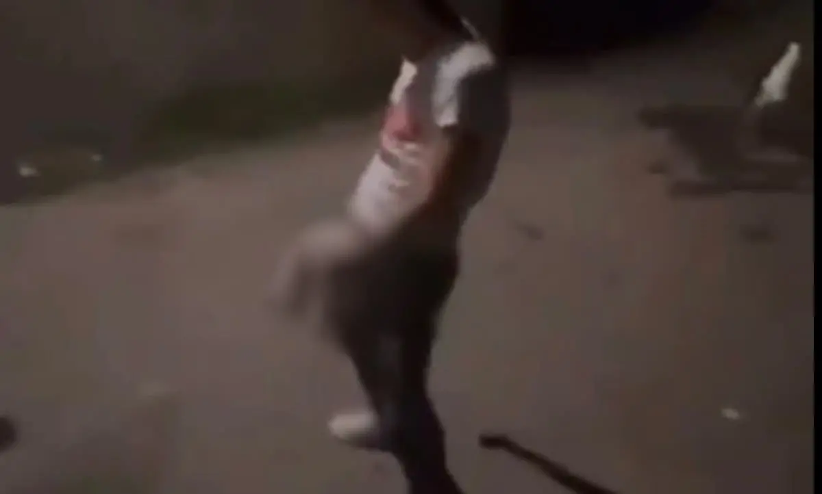 Orrore nel Reggino, seviziano un gattino e poi lo lanciano: il video pubblicato sui social