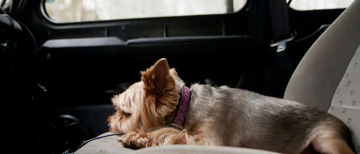 Reggio Calabria, lascia il cane chiuso in macchina e si allontana: denunciato