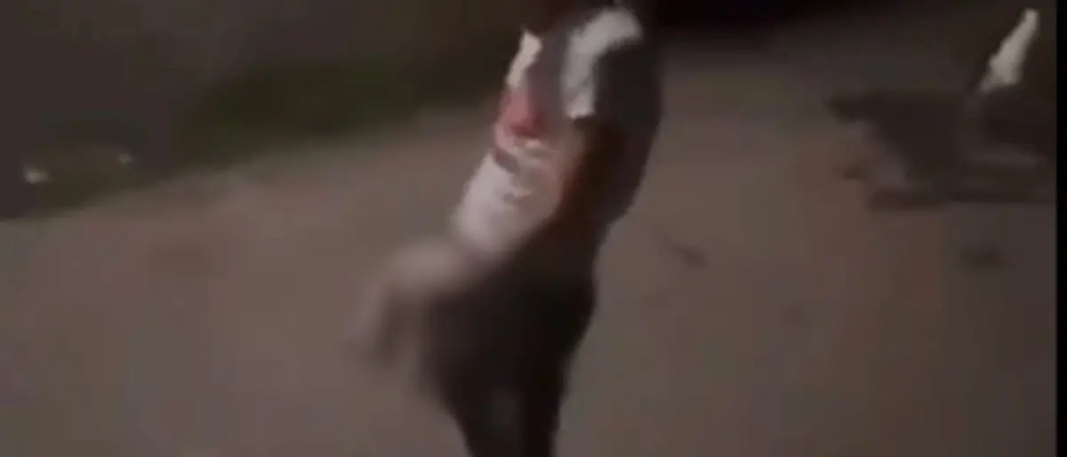 Polistena, gattino seviziato e lanciato in aria: denunciati i tre ragazzi che hanno postato il video