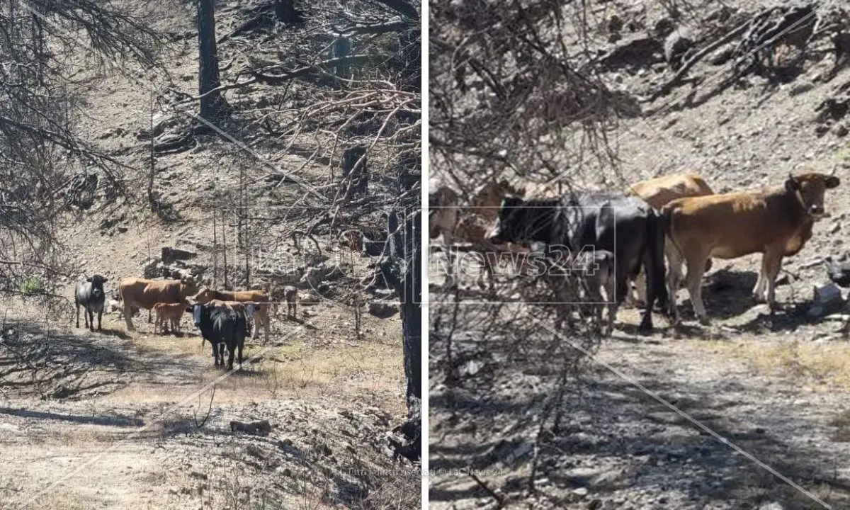 Incendi, bene ma non benissimo: in Calabria dopo il disastroso 2021 meno roghi erano nelle previsioni