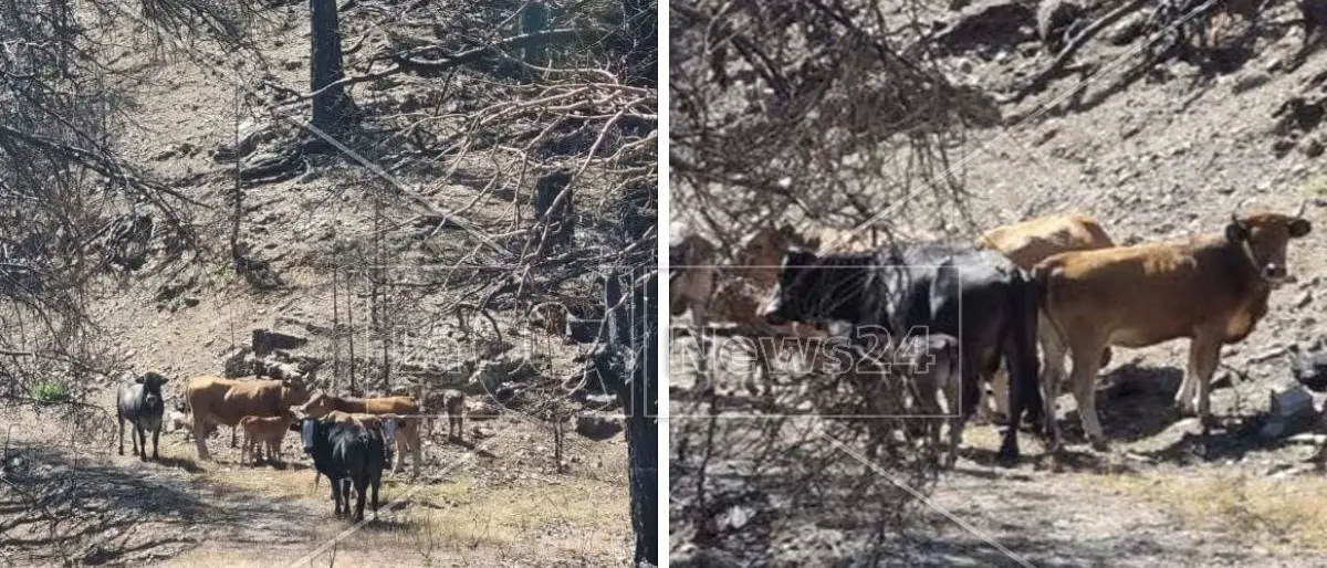 Incendi, bene ma non benissimo: in Calabria dopo il disastroso 2021 meno roghi erano nelle previsioni