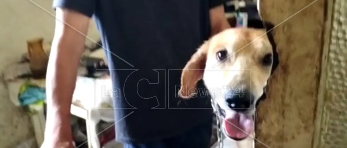 Corigliano Rossano, 52enne vive da anni nel degrado tra topi e sporcizia: verso la bonifica del sito