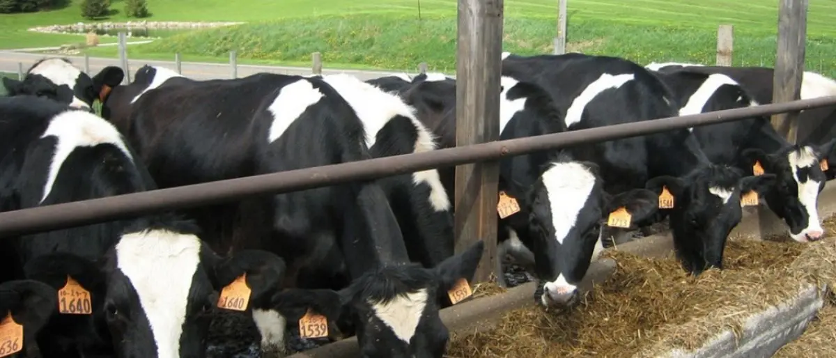 Il caro bollette mette a rischio le stalle da latte: una su 10 rischia di chiudere