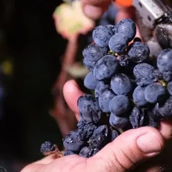 Al via la stagione della vendemmia, tra duro lavoro e aria di festa nel Cirotano rivive l’antica tradizione