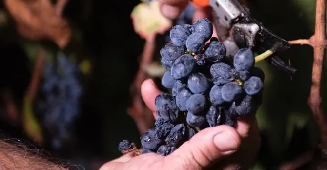 Al via la stagione della vendemmia, tra duro lavoro e aria di festa nel Cirotano rivive l’antica tradizione