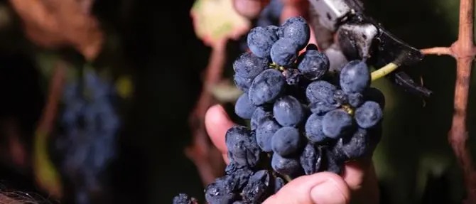 Al via la stagione della vendemmia, tra duro lavoro e aria di festa nel Cirotano rivive l’antica tradizione