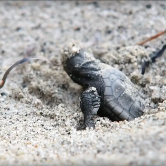 Nuova schiusa di tartarughe marine nel Crotonese: nate una settantina di Caretta caretta
