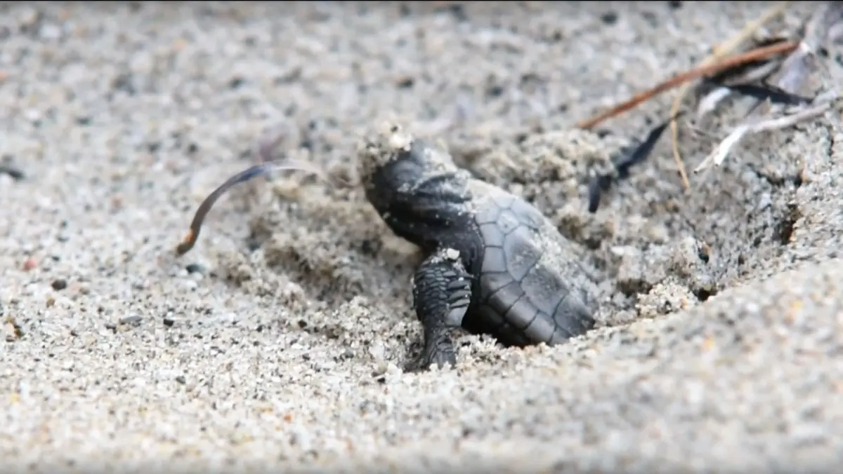 Nuova schiusa di tartarughe marine nel Crotonese: nate una settantina di Caretta caretta