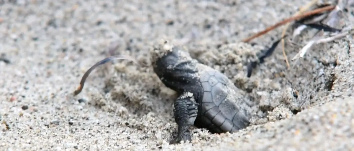 Nuova schiusa di tartarughe marine nel Crotonese: nate una settantina di Caretta caretta