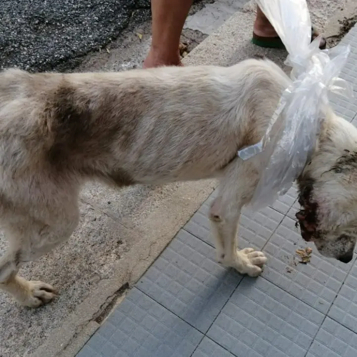 Cane ferito e abbandonato si presenta alla porta di una signora e viene adottato dall’intera comunità