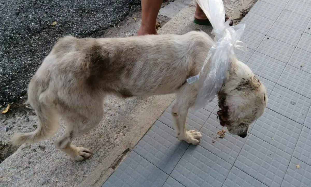 Cane ferito e abbandonato si presenta alla porta di una signora e viene adottato dall’intera comunità