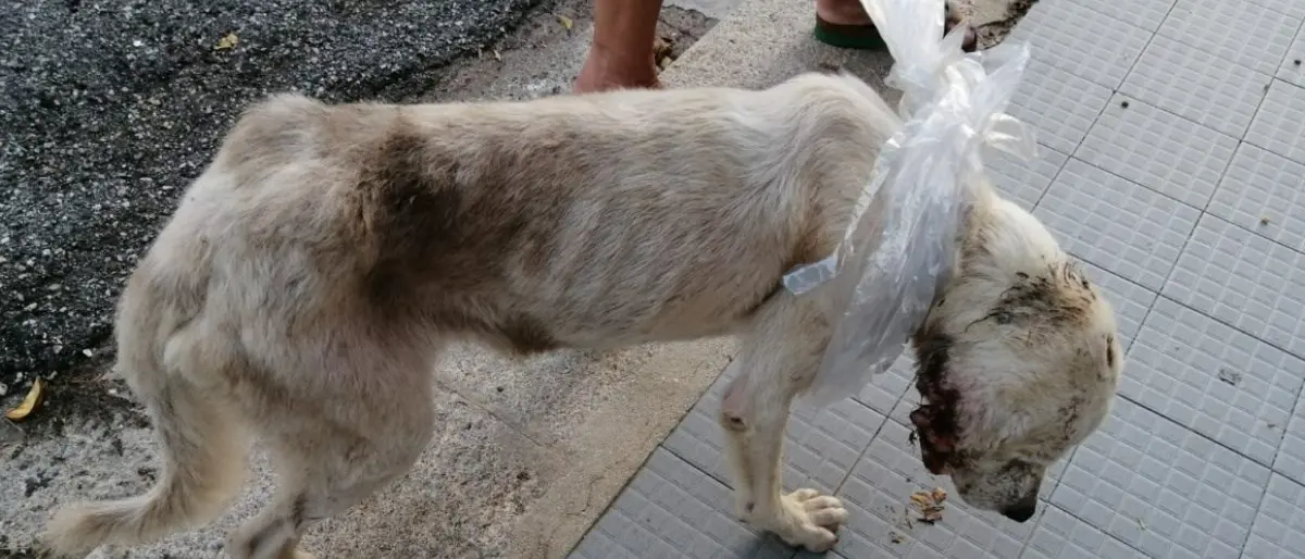 Cane ferito e abbandonato si presenta alla porta di una signora e viene adottato dall’intera comunità