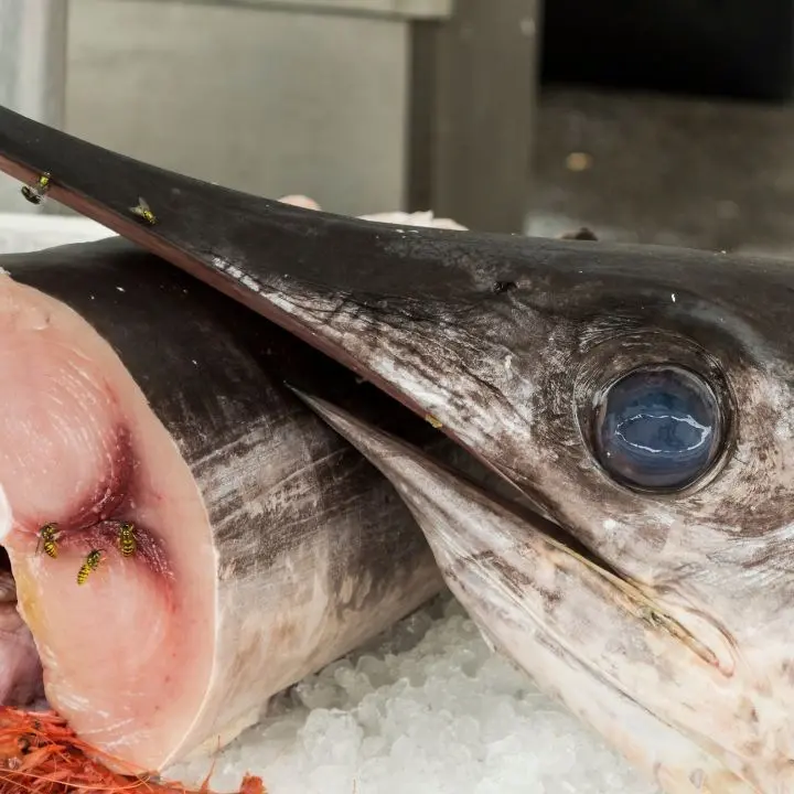 Scilla, l’ombra dei clan anche sulla vendita del pesce spada: le intercettazioni che incastrano Fulco