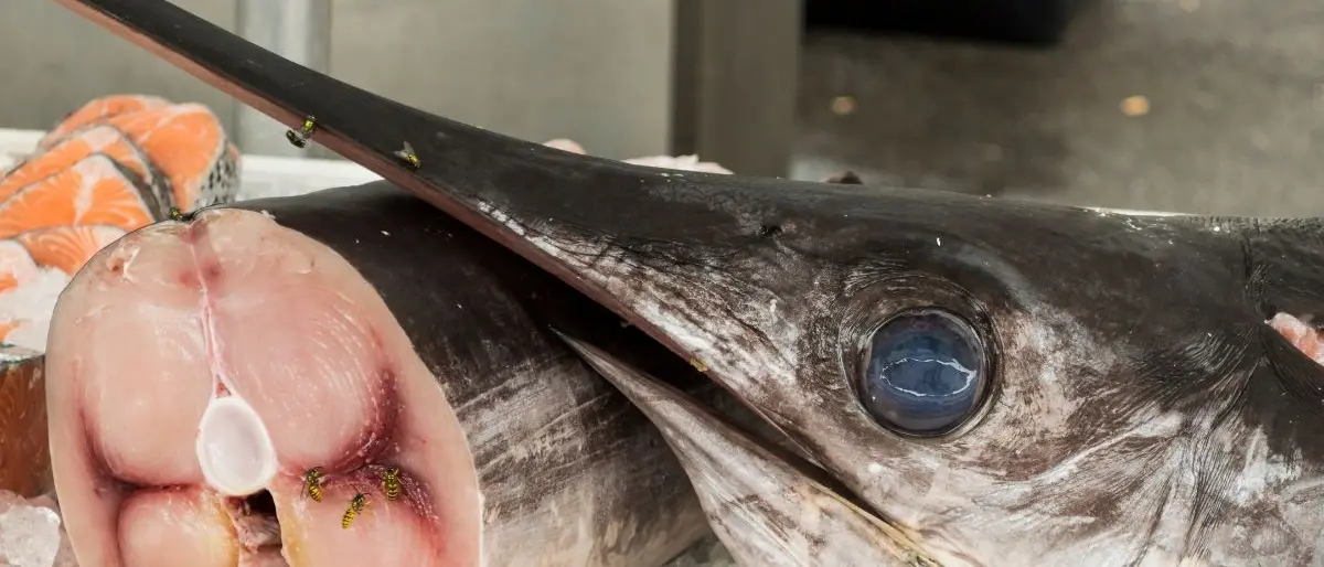 Scilla, l’ombra dei clan anche sulla vendita del pesce spada: le intercettazioni che incastrano Fulco