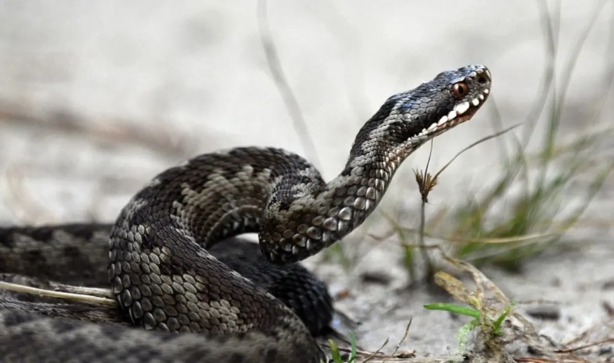 Bimba morsa da una vipera a Polistena, la Polizia recupera in Basilicata il farmaco salvavita