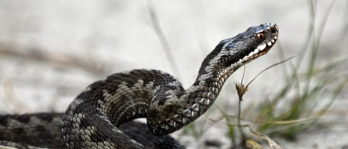 Bimba morsa da una vipera a Polistena, la Polizia recupera in Basilicata il farmaco salvavita