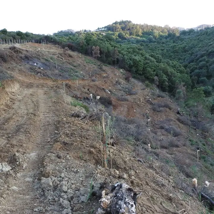 Cirò, abbattimento di alberi senza autorizzazione: denunciato 76enne